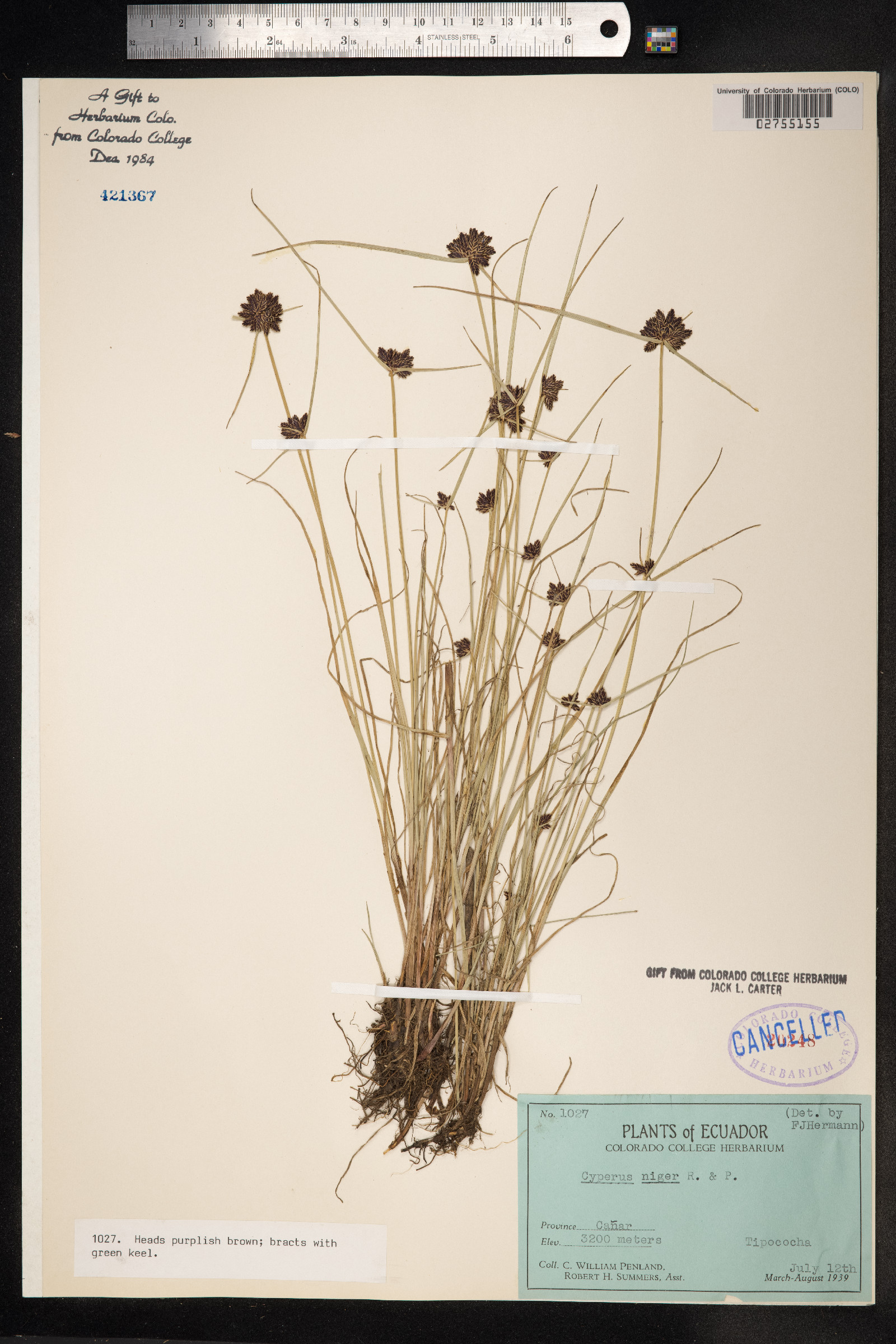 Cyperus niger image