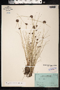 Cyperus niger image