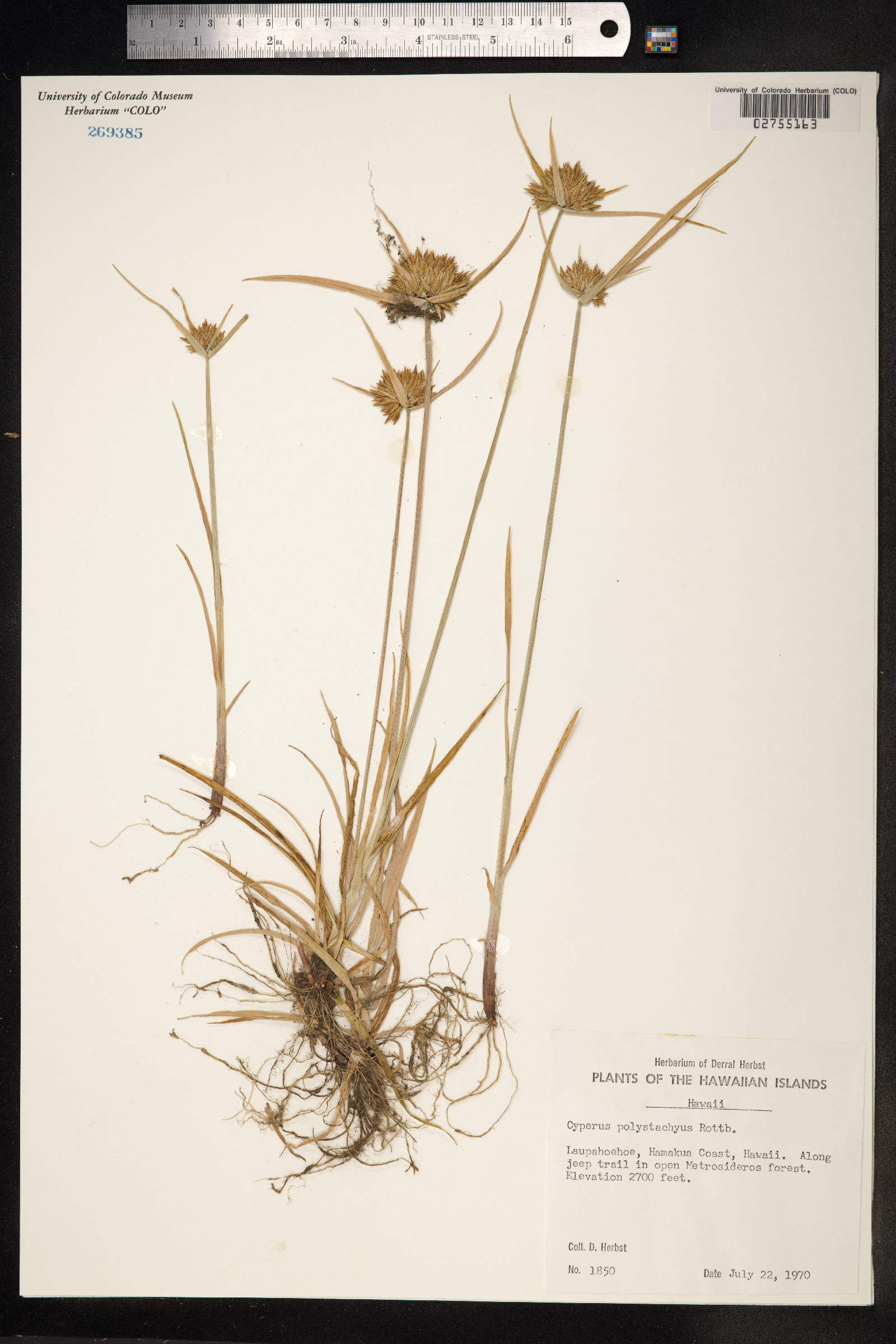 Cyperus polystachyos image