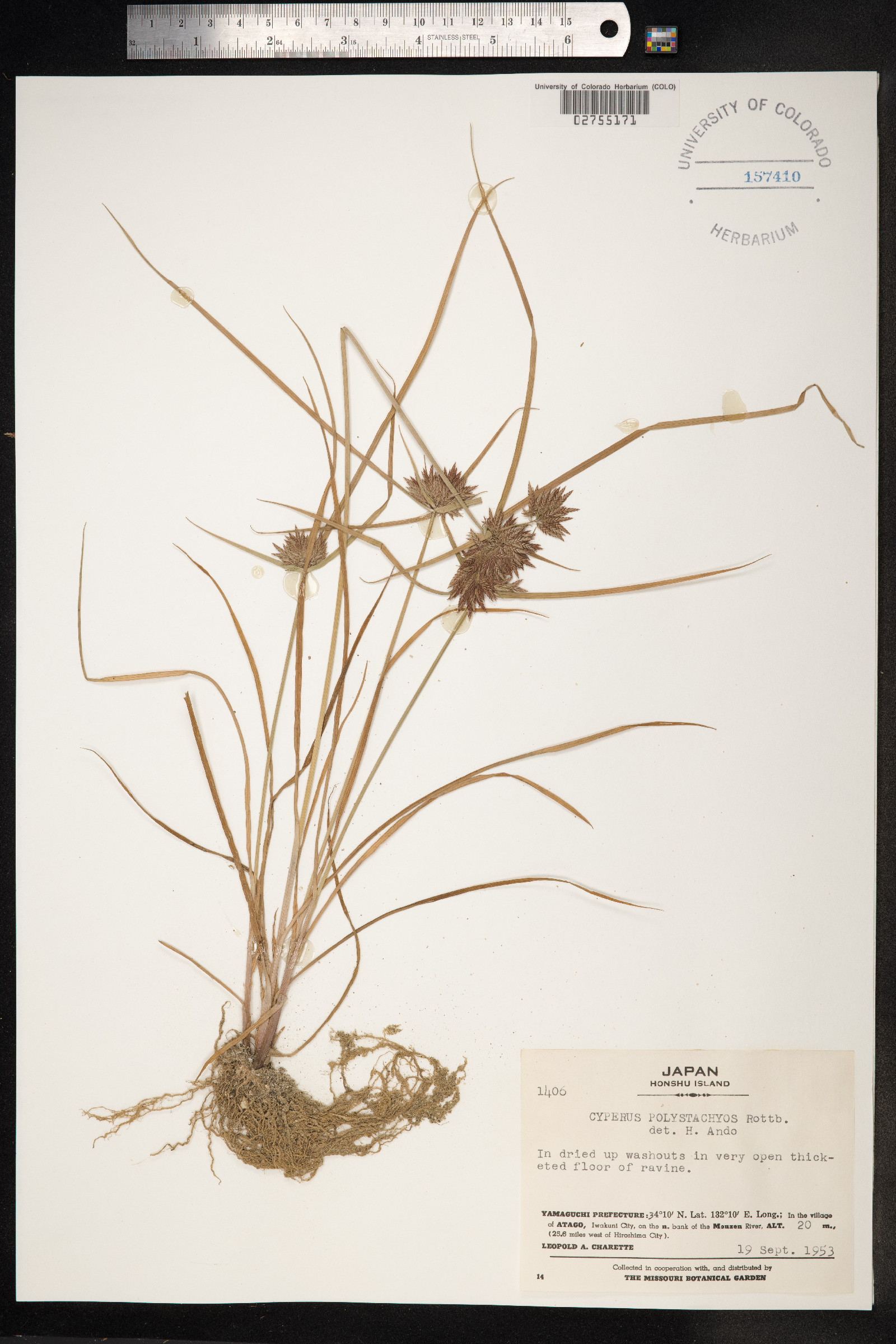 Cyperus polystachyos image