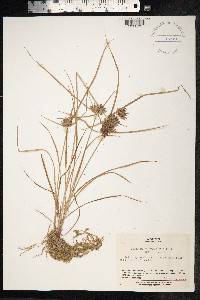 Cyperus polystachyos image