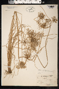 Cyperus polystachyos image