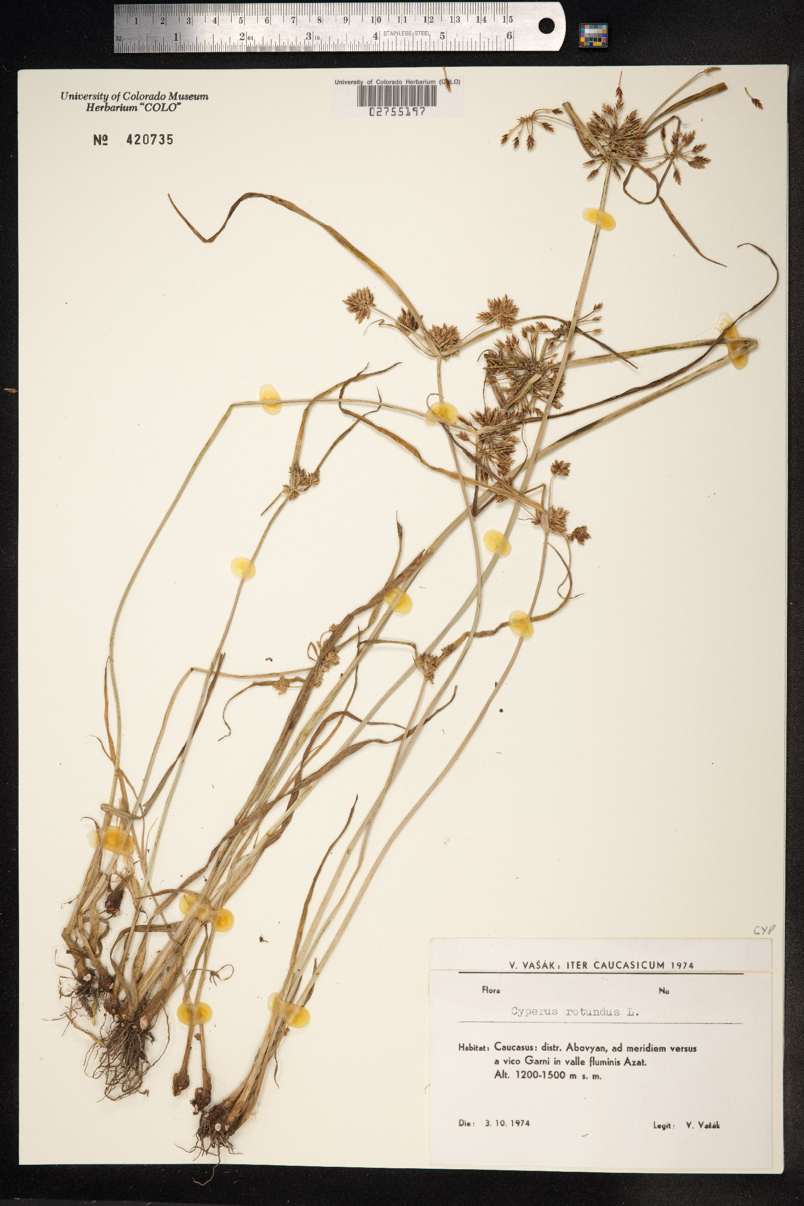 Cyperus rotundus image