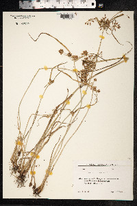 Cyperus rotundus image