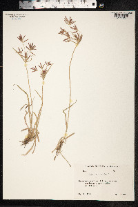 Cyperus rotundus image