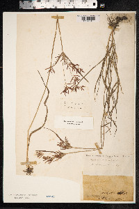 Cyperus rotundus image