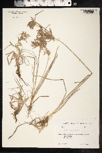Cyperus rotundus image