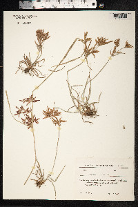 Cyperus rotundus image