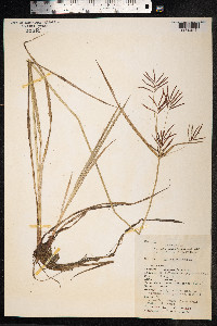 Cyperus rotundus image