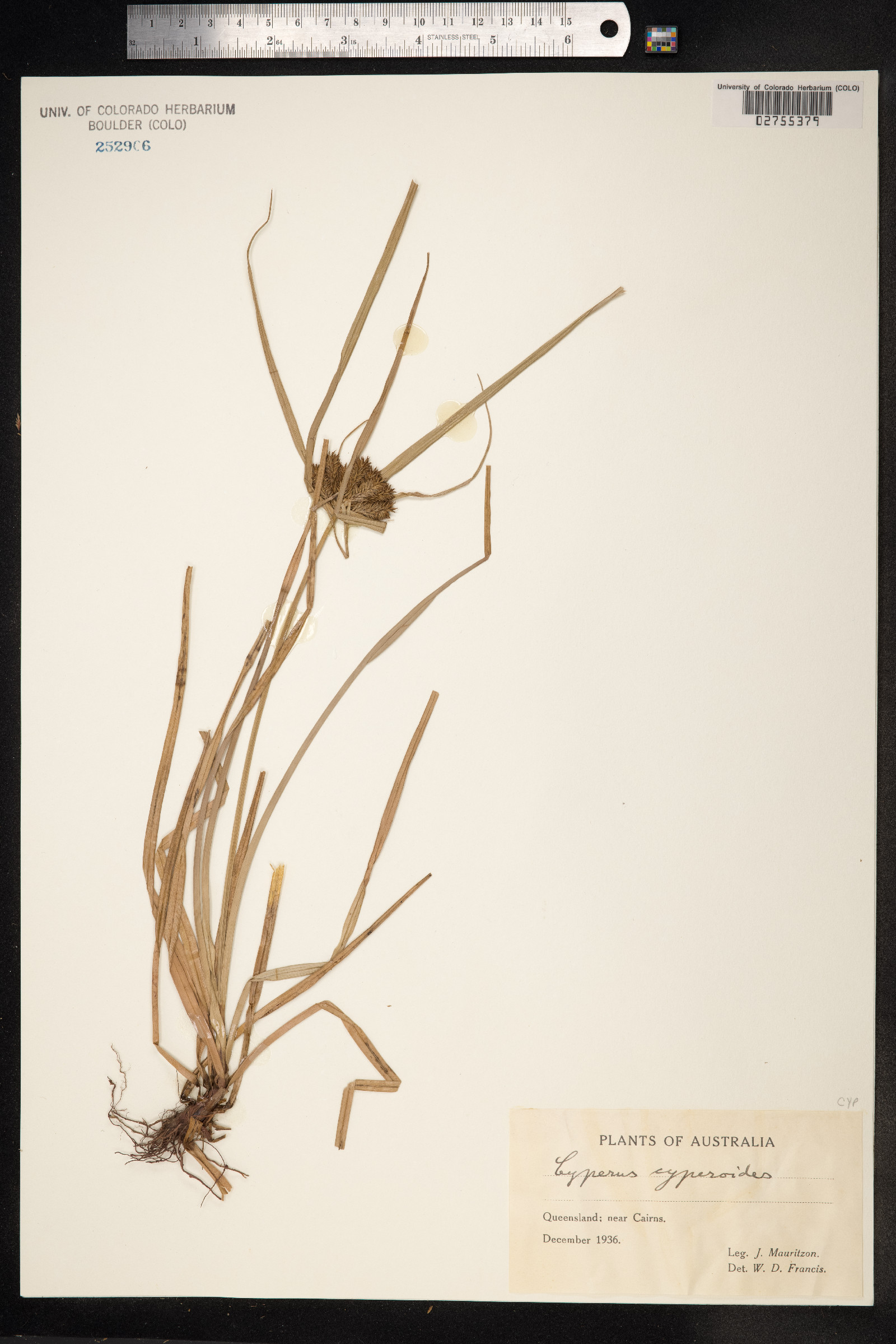 Cyperus cyperoides image