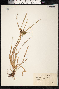 Cyperus cyperoides image