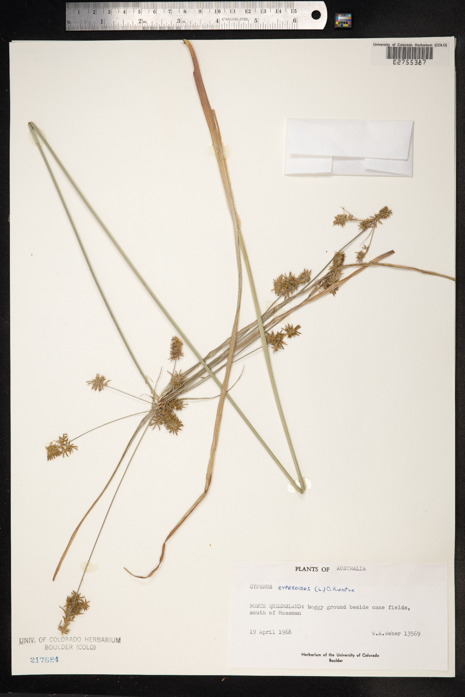 Cyperus cyperoides image
