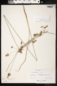 Cyperus cyperoides image