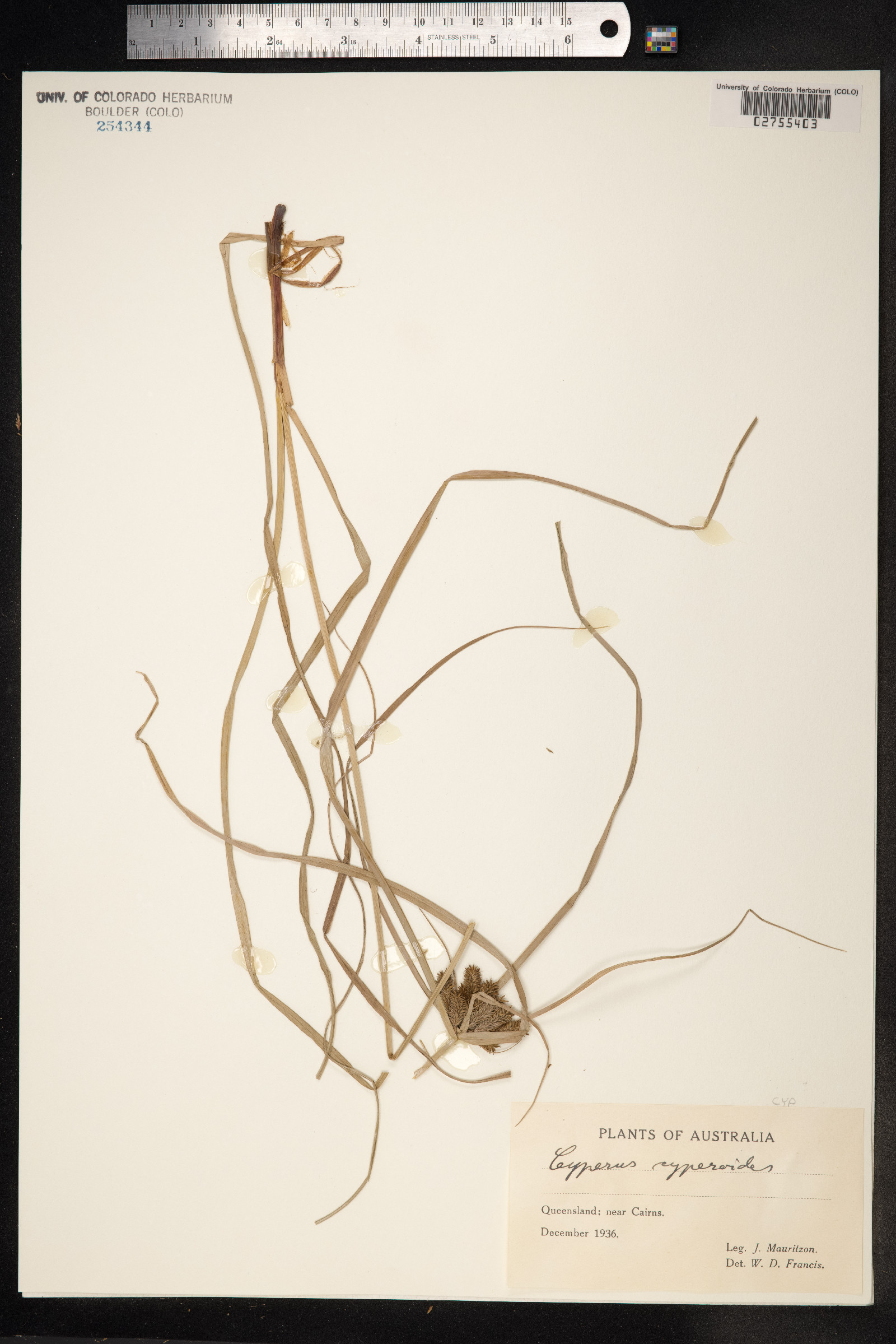 Cyperus cyperoides image