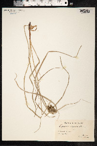 Cyperus cyperoides image