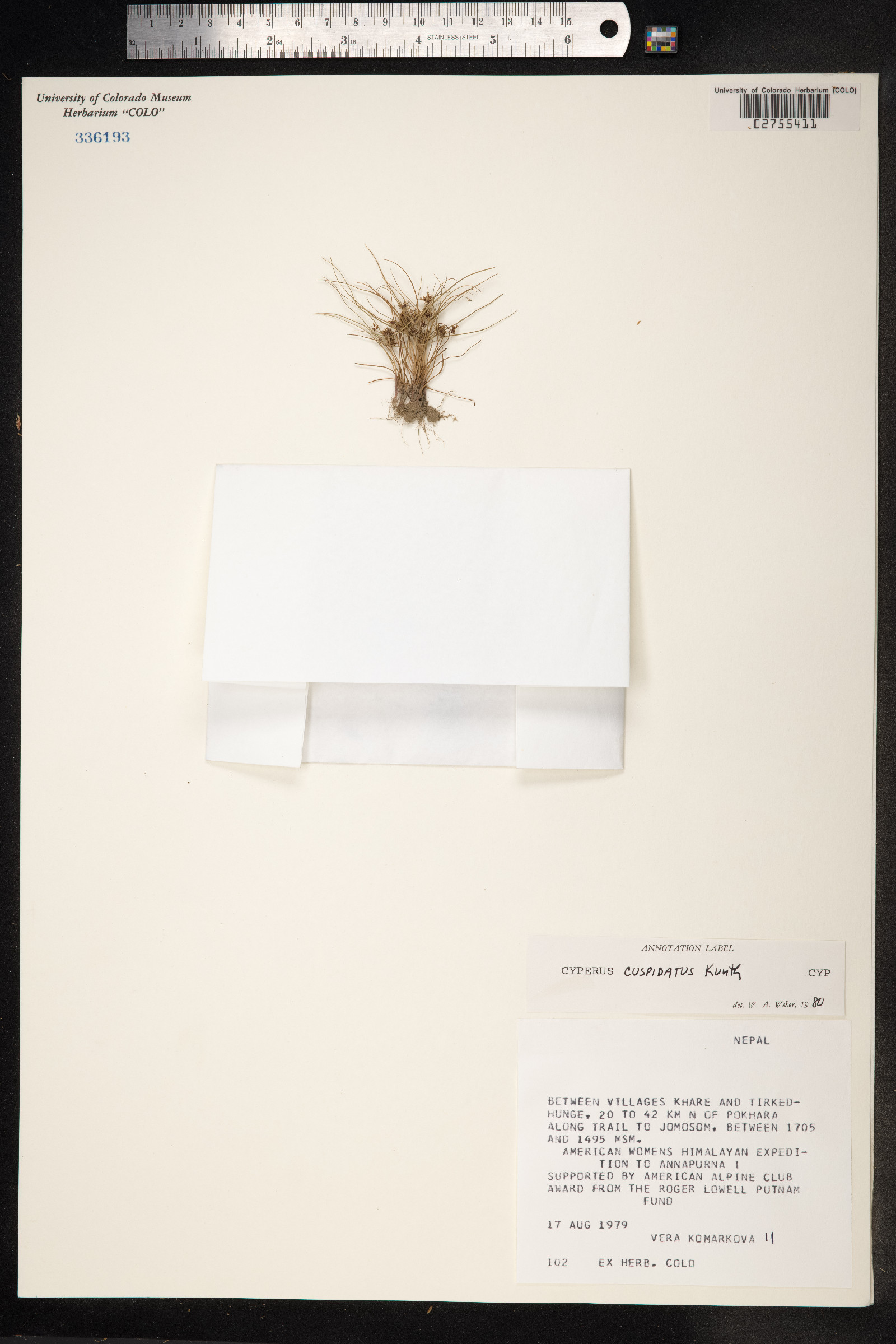 Cyperus cuspidatus image