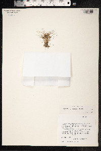 Cyperus cuspidatus image