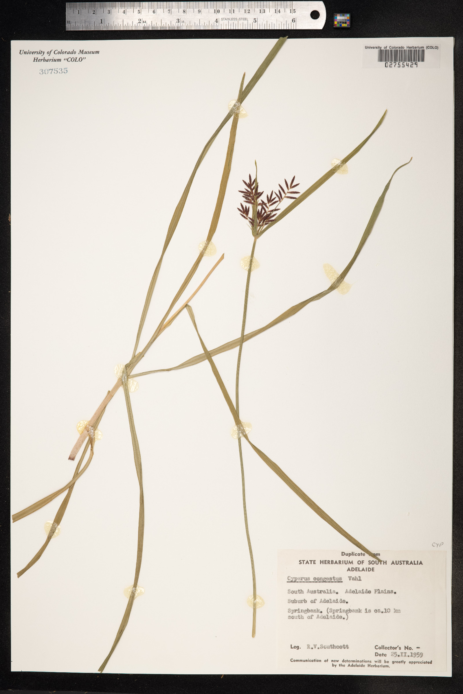 Cyperus congestus image
