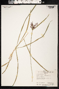 Image of Cyperus congestus