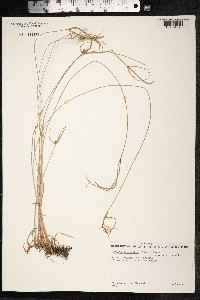 Kyllinga brevifolia image