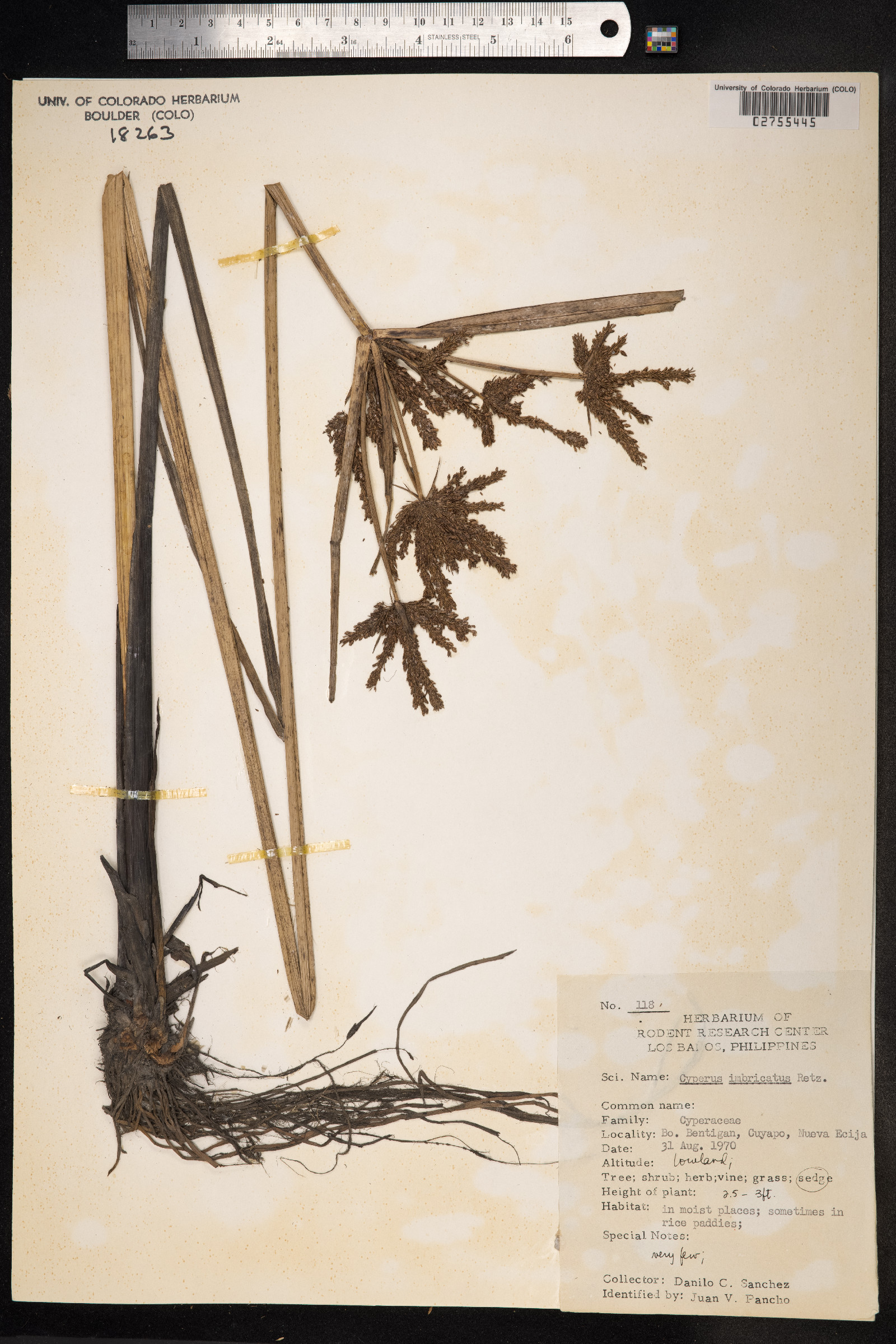 Cyperus imbricatus image