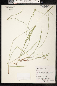 Image of Kyllinga nemoralis
