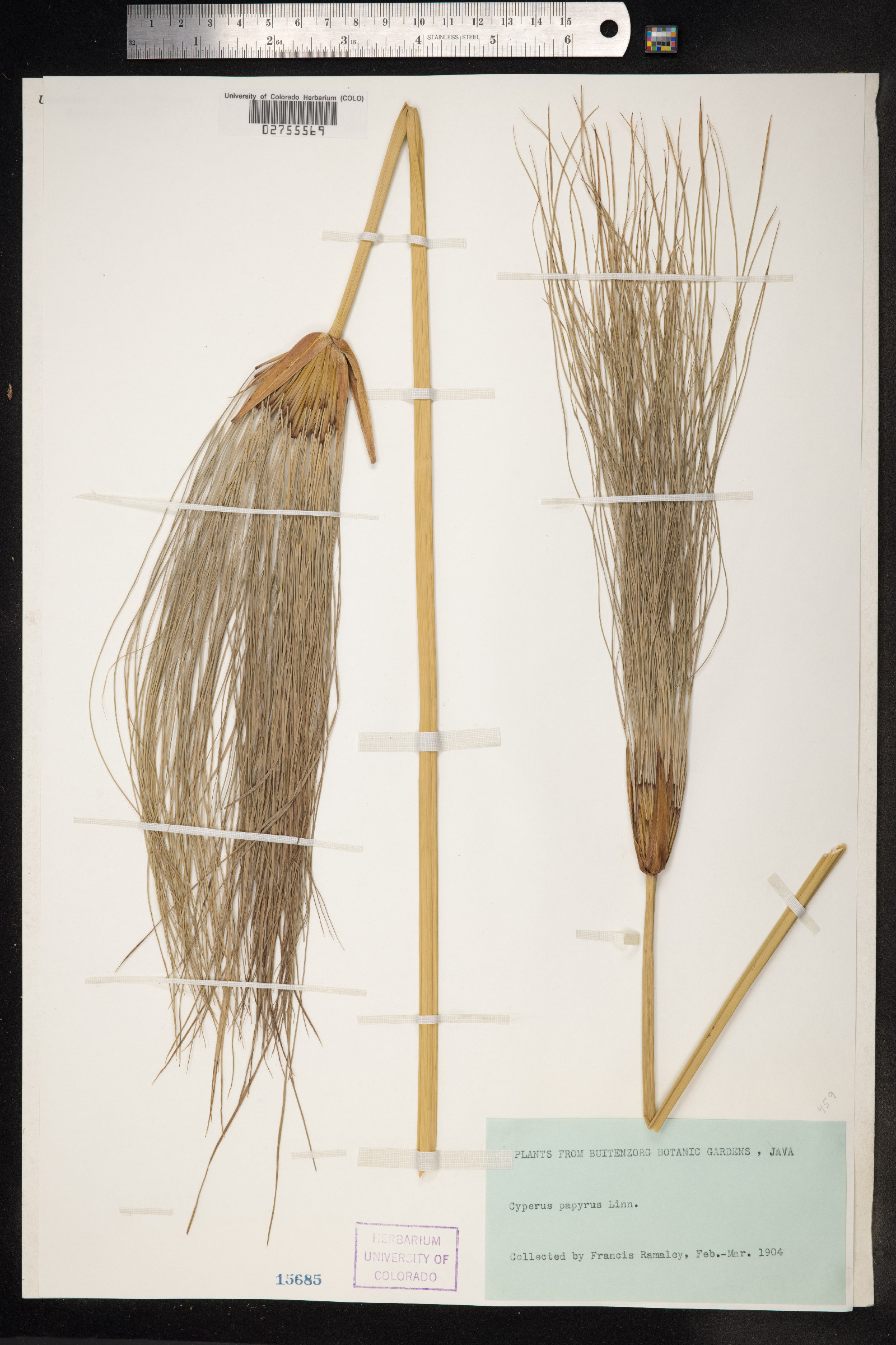Cyperus papyrus image