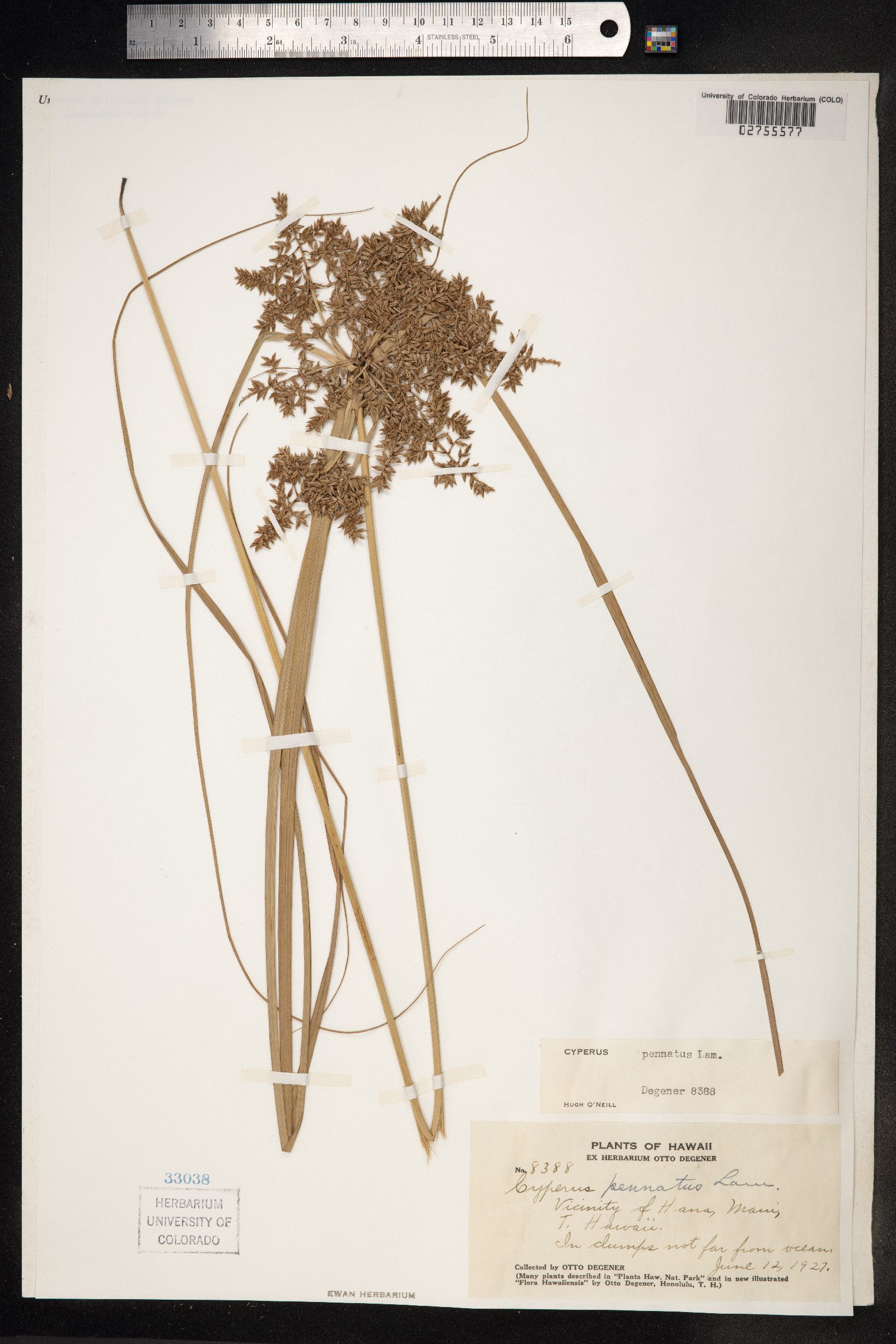 Cyperus phleoides image