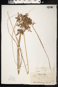 Cyperus phleoides image