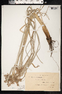 Cyperus phleoides image