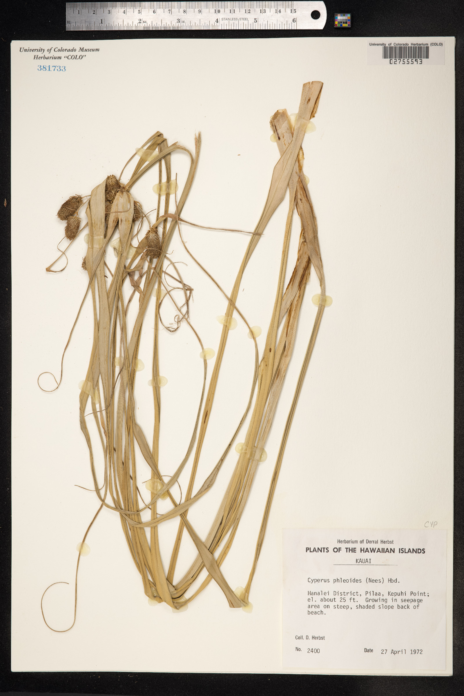 Cyperus phleoides image