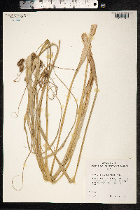 Cyperus phleoides image