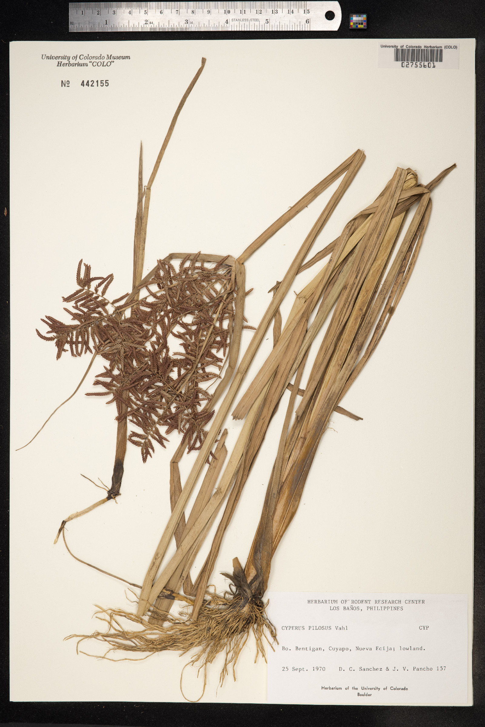 Cyperus pilosus image