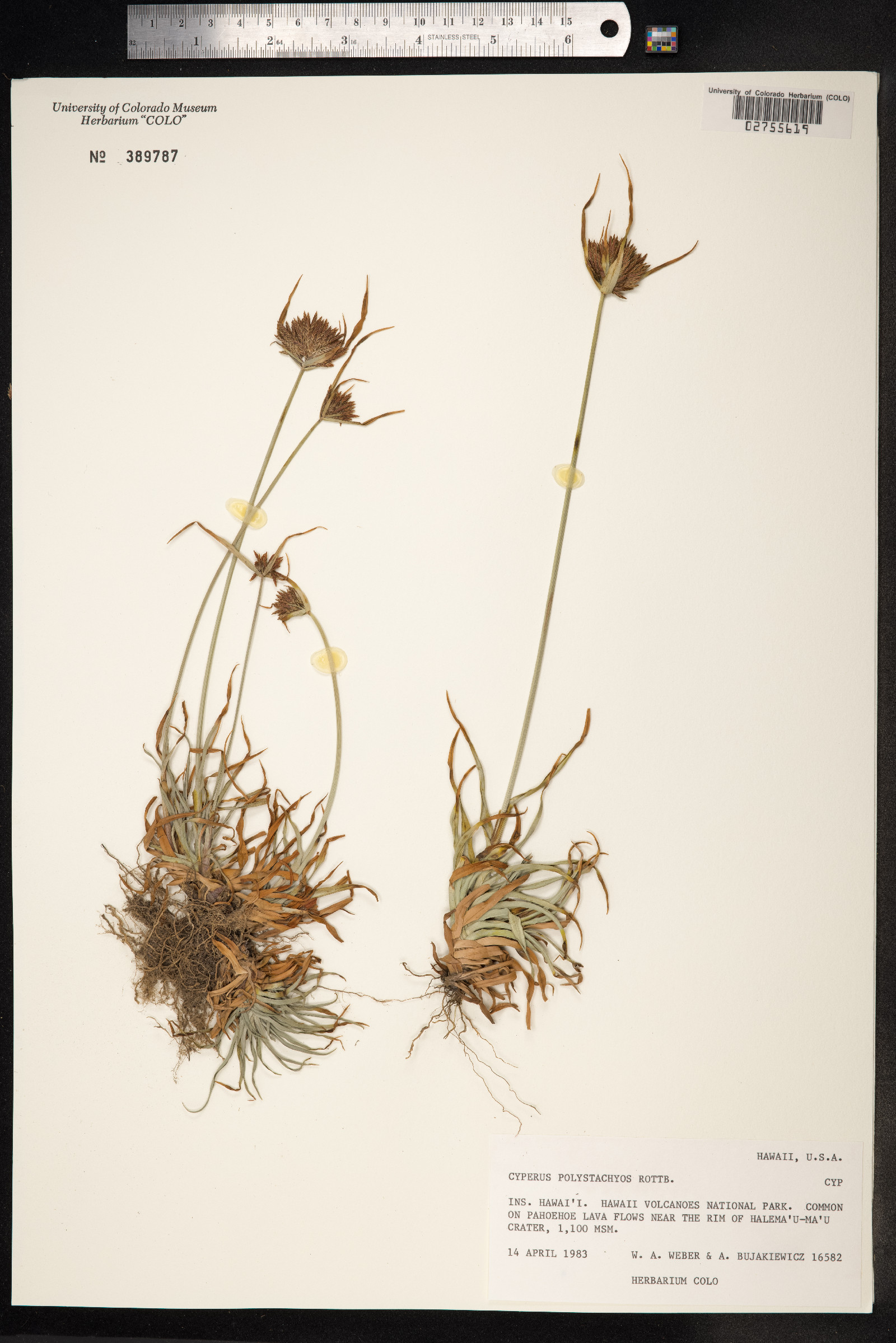 Cyperus polystachyos image