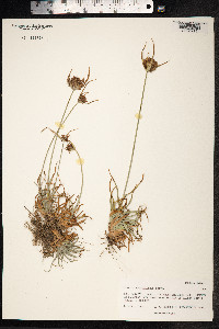 Cyperus polystachyos image