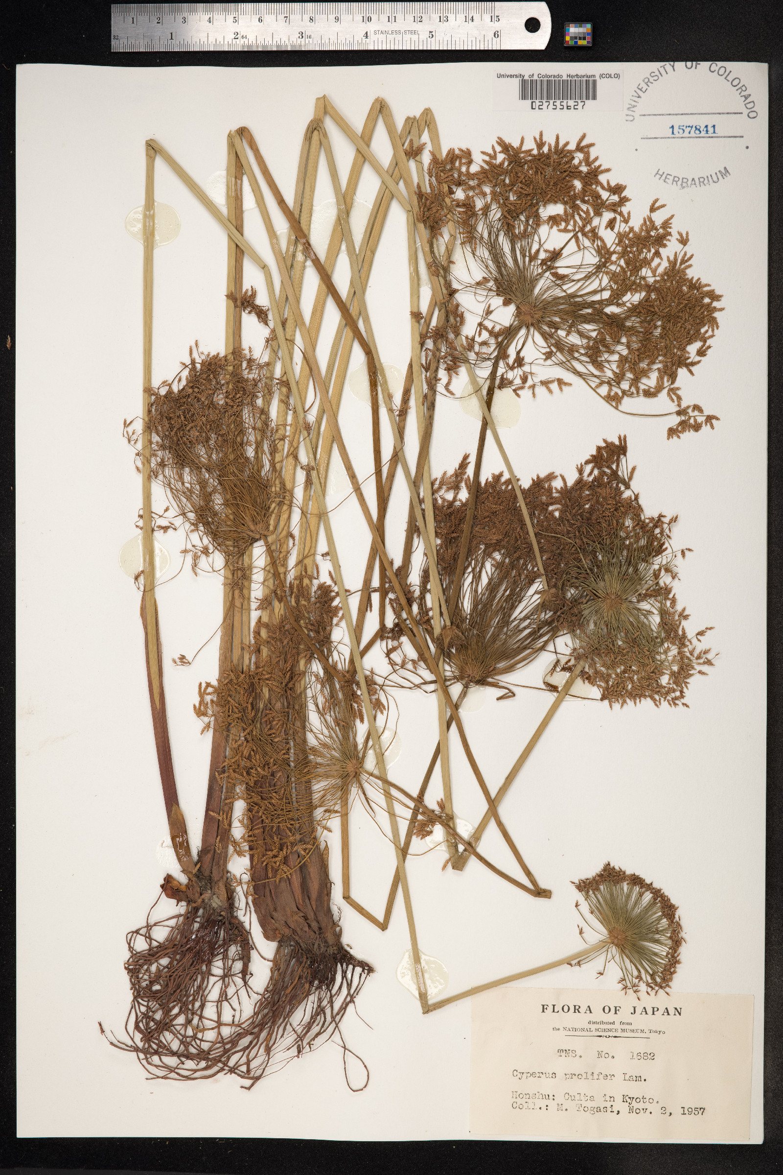 Cyperus prolifer image