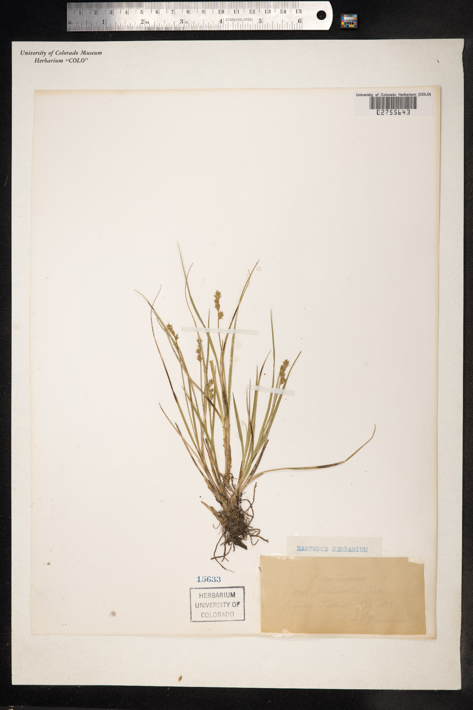 Carex muricata ssp. lamprocarpa image
