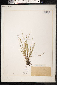 Carex muricata ssp. lamprocarpa image