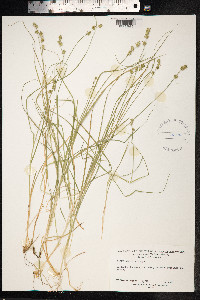 Carex muricata ssp. lamprocarpa image