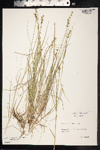 Carex muricata ssp. lamprocarpa image