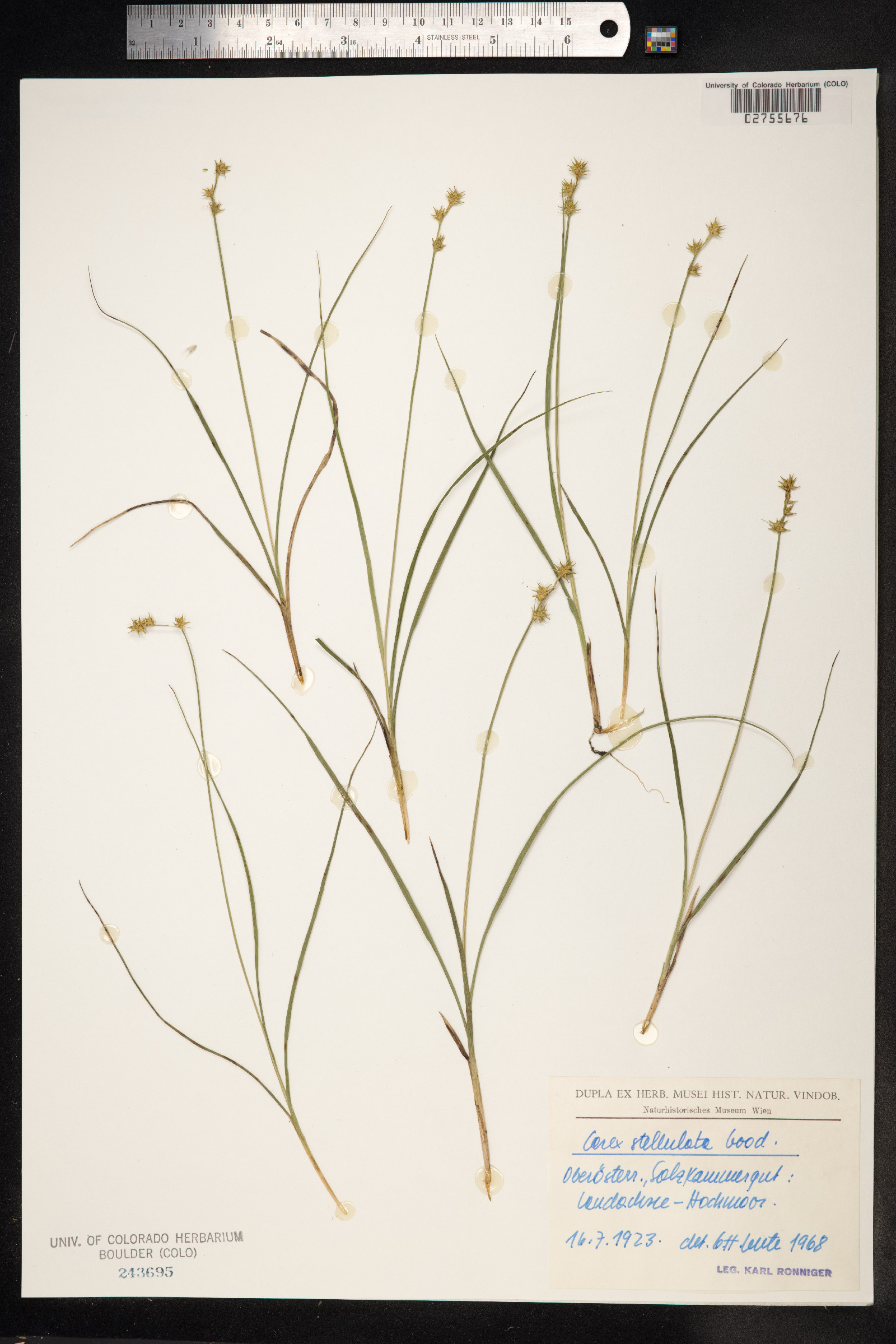 Carex muricata ssp. lamprocarpa image