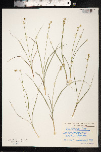 Carex muricata image