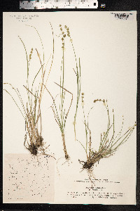 Carex muricata ssp. lamprocarpa image