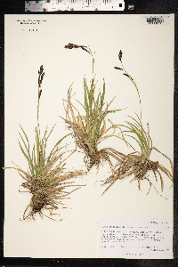 Carex stenocarpa image