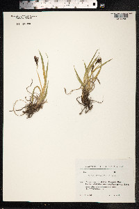 Carex stenocarpa image