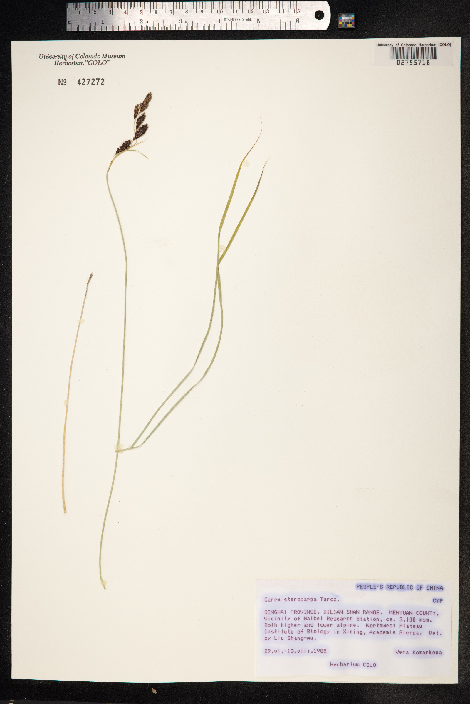 Carex stenocarpa image