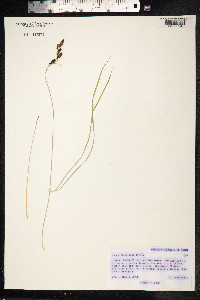 Carex stenocarpa image