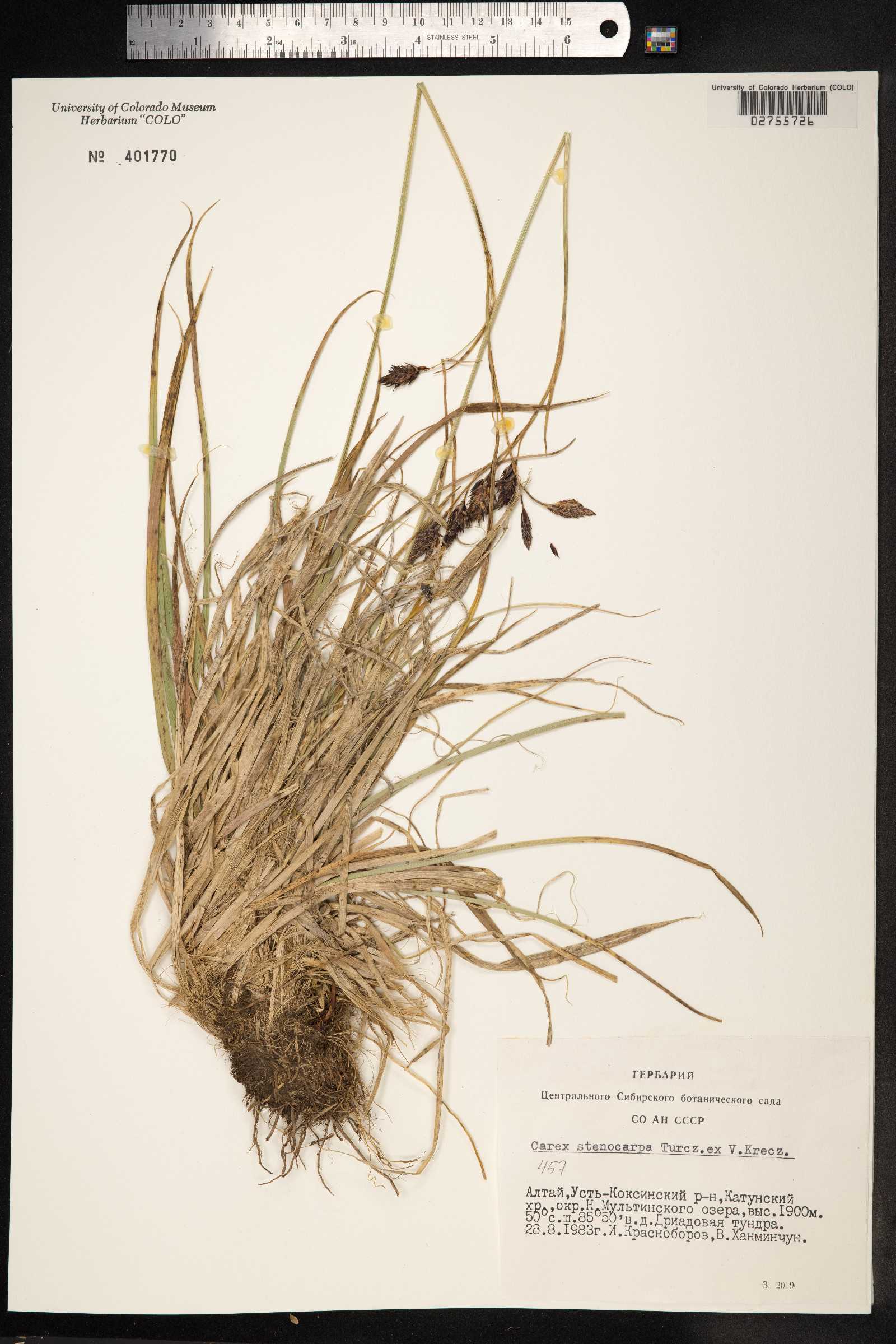 Carex stenocarpa image