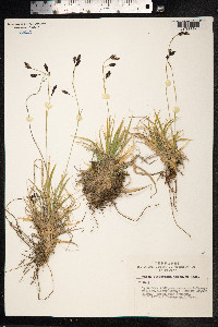 Carex stenocarpa image