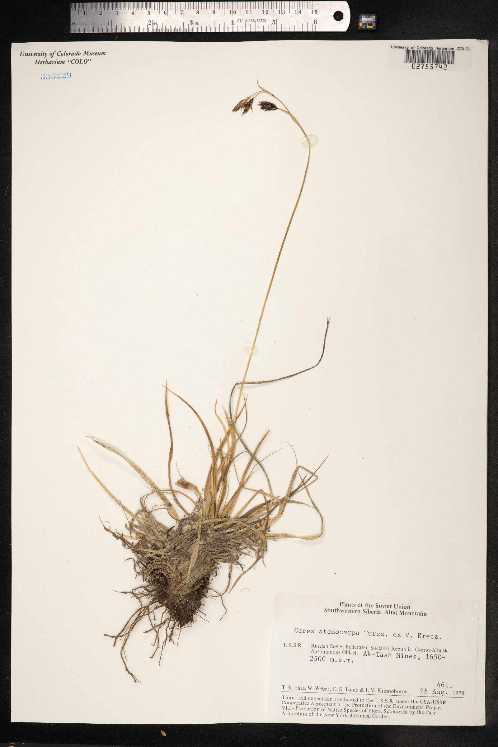 Carex stenocarpa image